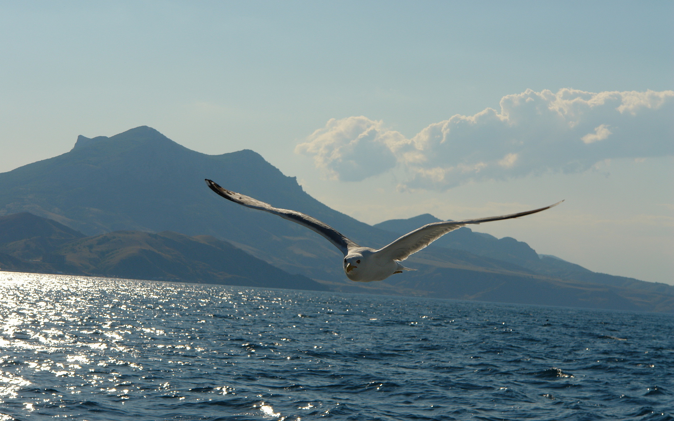 seagull fly