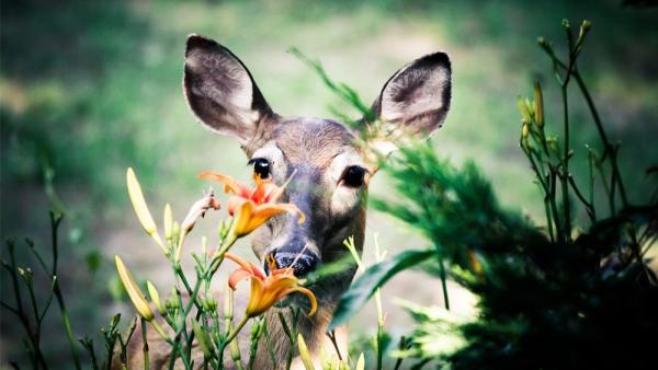 keep deer out of your garden the nontoxic eco friendly way