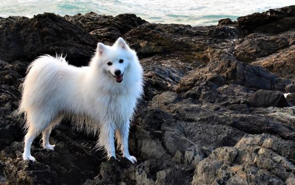 learn more about double coated dogs breeds with this new site