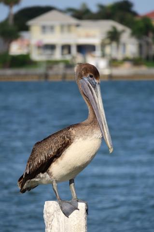 get affordable and eco friendly lot clearing site work in new smyrna beach fl