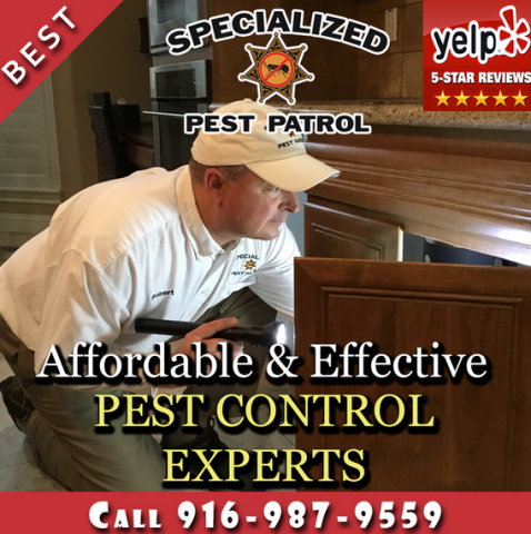 get fast response amp affordable pest control services in sacramento
