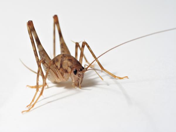 middletown pest control company controls cave crickets with dehumidification and