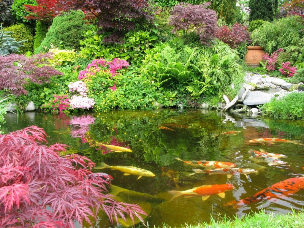 Get The Best Custom Koi Pond Design And Installation Services In London