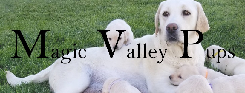 Get The Best Dog Labrador Retriever Delivery Services In Twin Falls ID