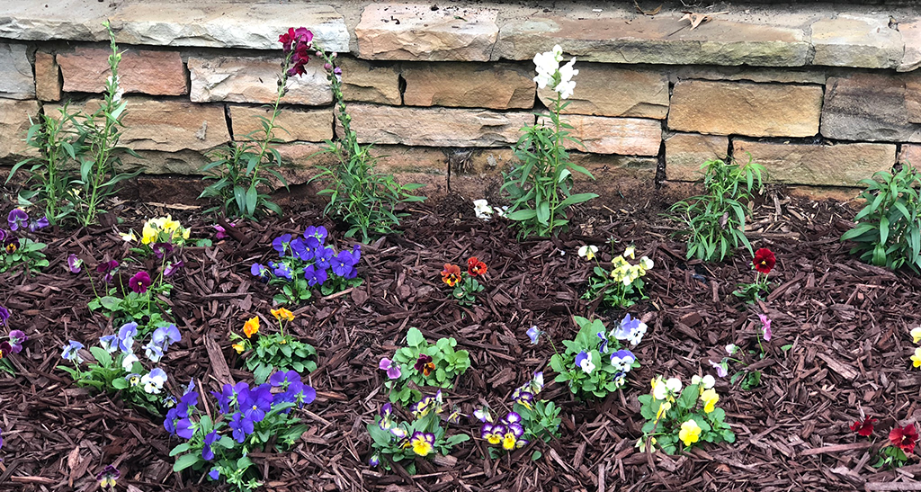 lawn care maintenance