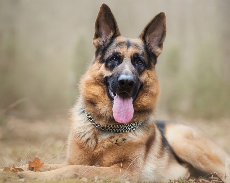 best dog brush for german shepherds