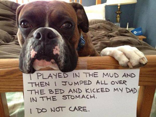 dog shaming 