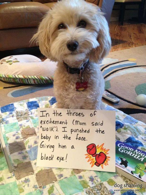 dog shaming 