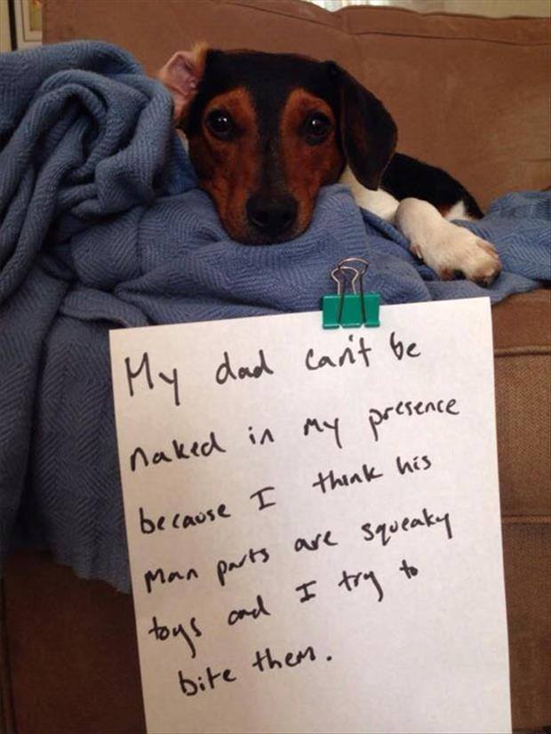 dog shaming 