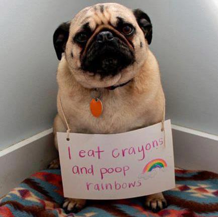 dog shaming 