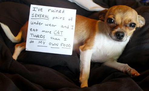 dog shaming 