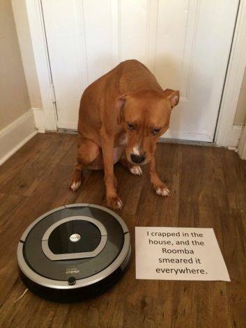 dog shaming 