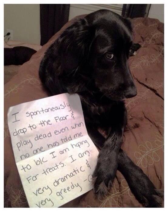 dog shaming 