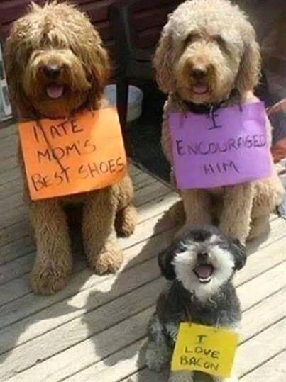 dog shaming 