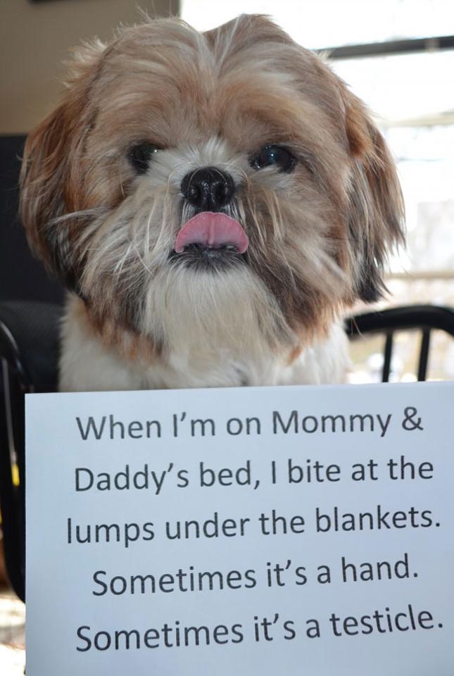 dog shaming 