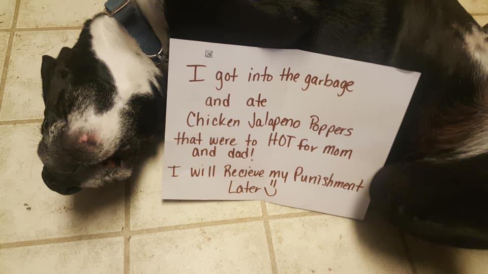 dog shaming 