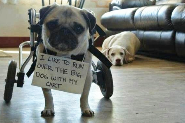 dog shaming 