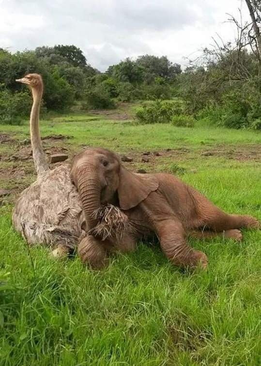 beautiful animal friendship images