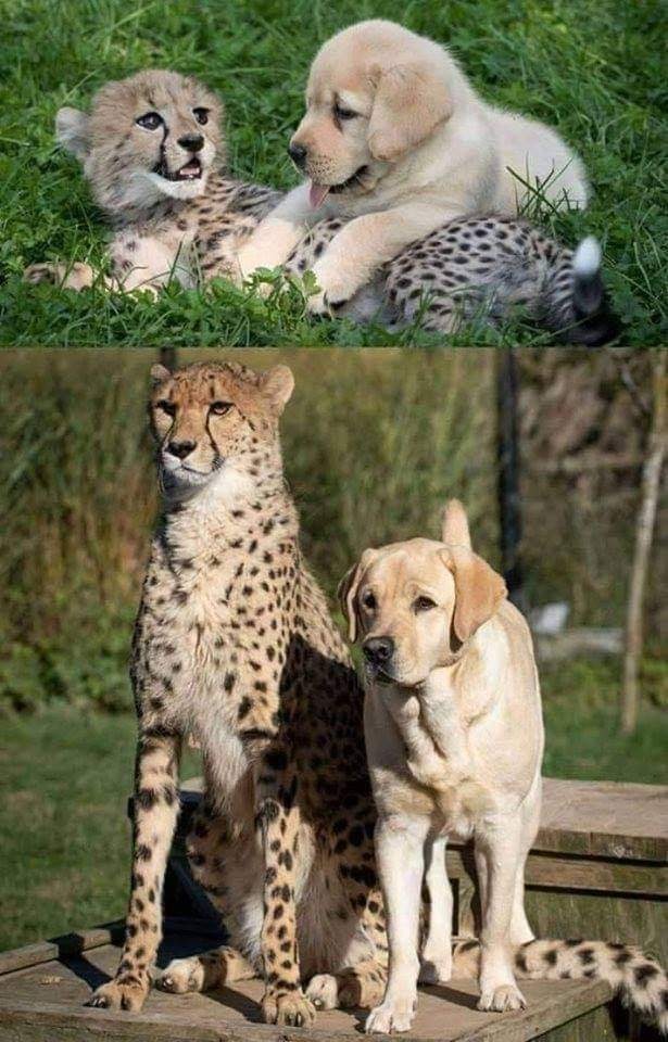 beautiful Animal Friendship Images