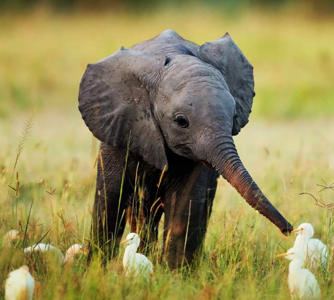 beautiful Animal Friendship Images