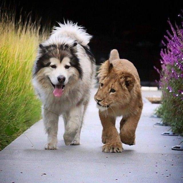 beautiful Animal Friendship Images