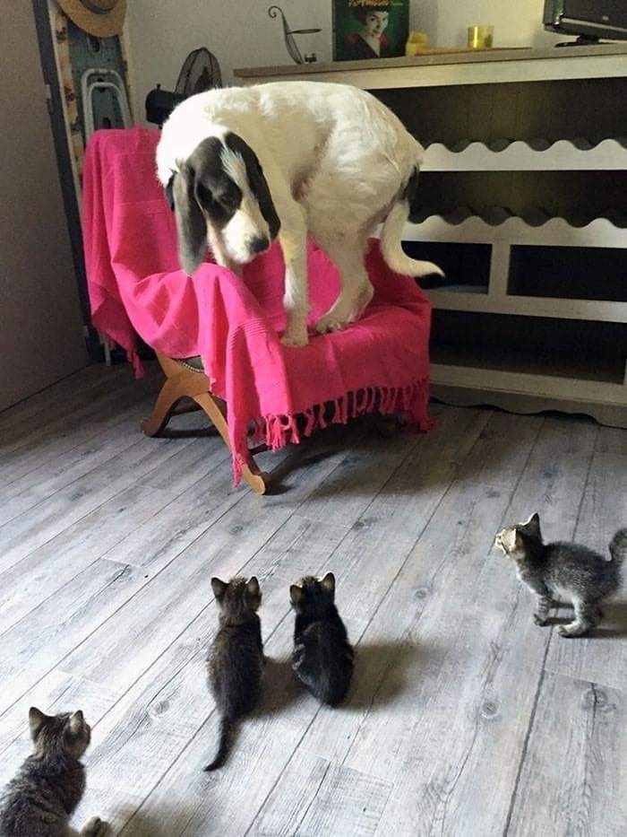 Funny Photos Cats versus Dogs