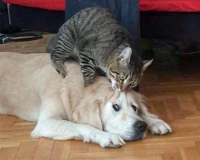 Funny Photos Cats versus Dogs