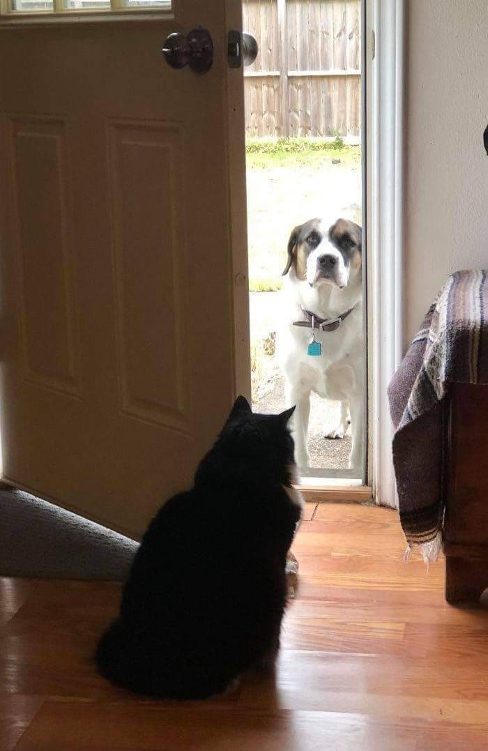 Funny Photos Cats versus Dogs