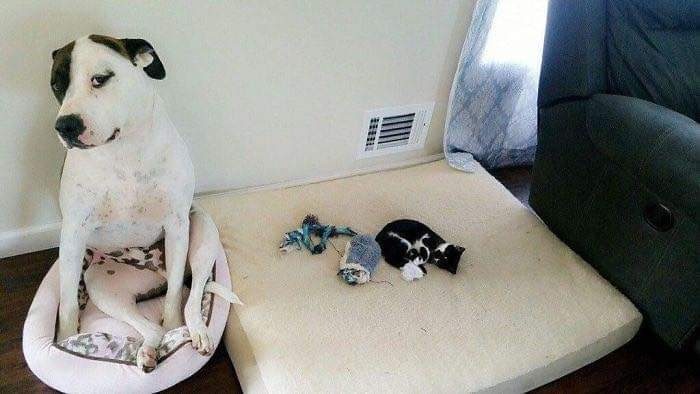 Funny Photos Cats versus Dogs