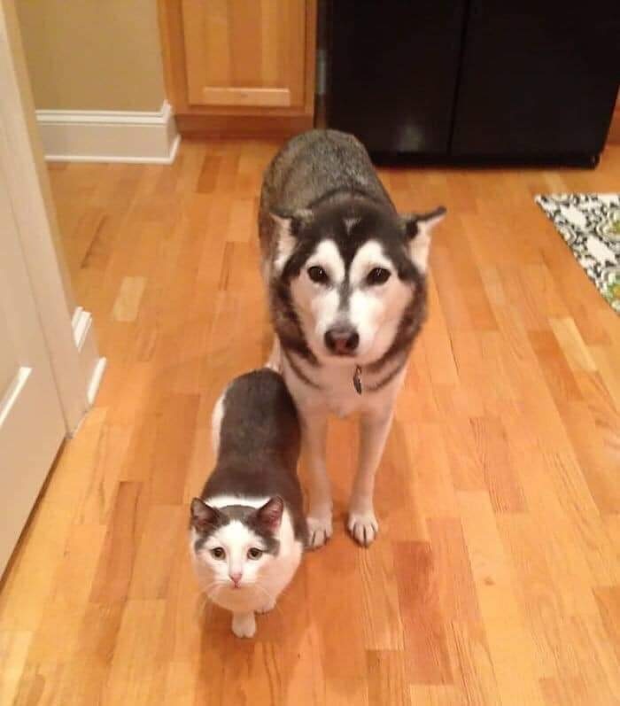 funny twin animals