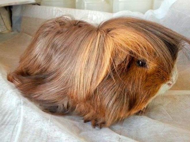 guinea pig haircut photo