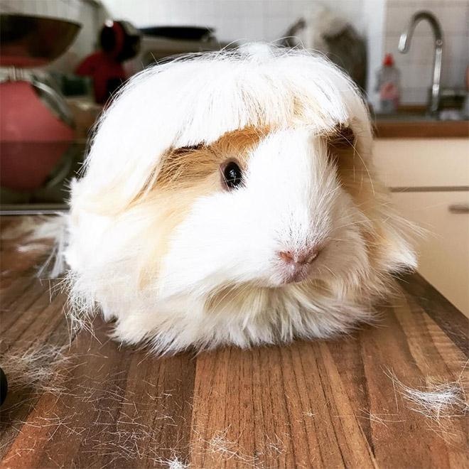 guinea pig haircut 