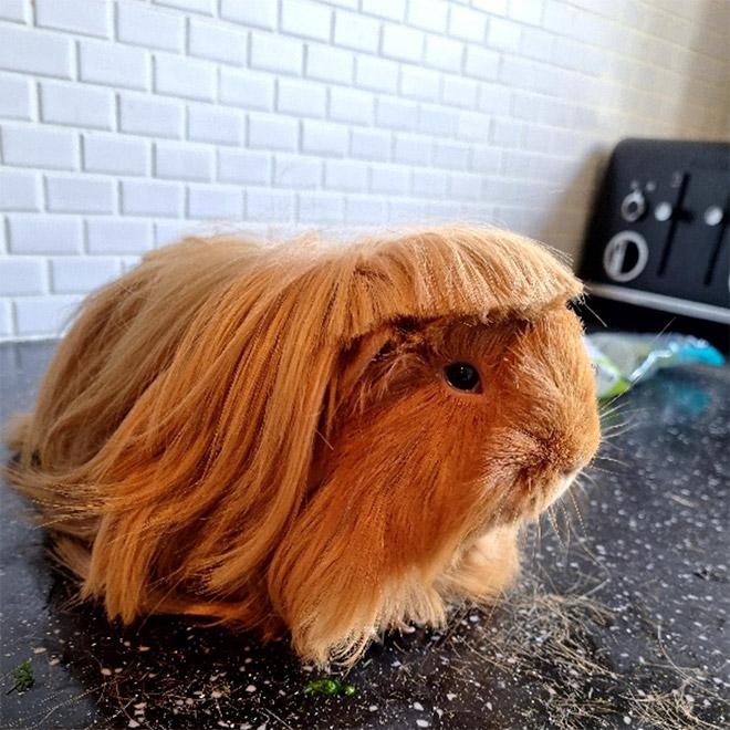 guinea pig haircut photo
