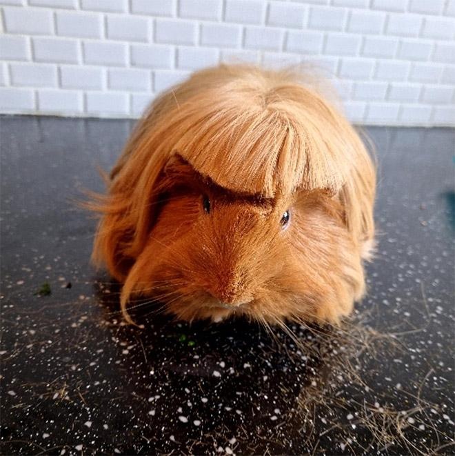 guinea pig haircut photo