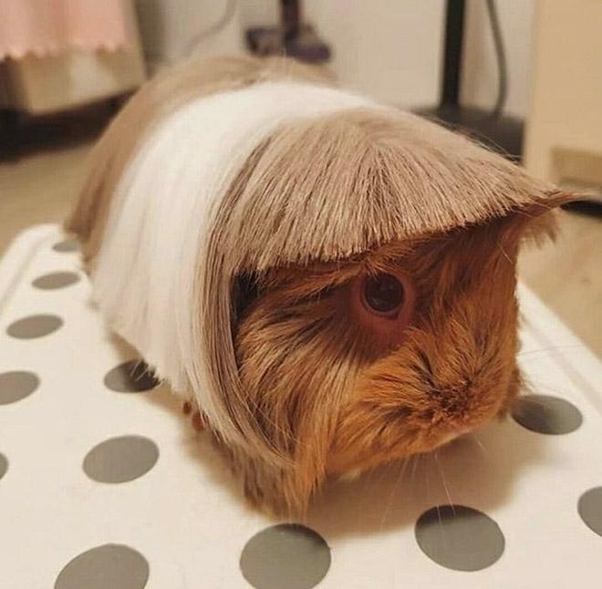 guinea pig haircut 