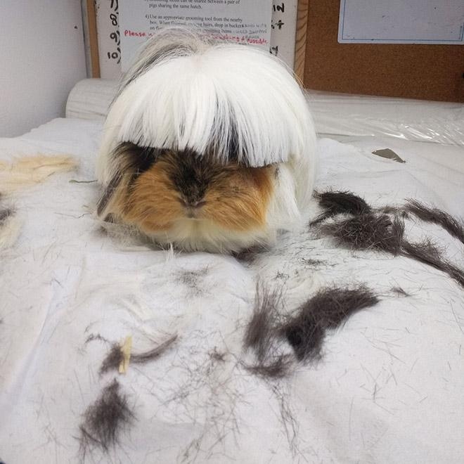 guinea pig photo haircut