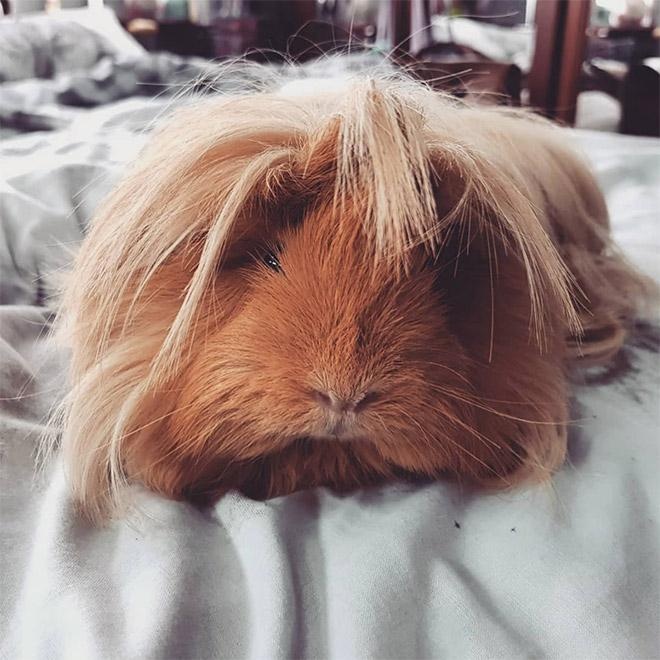 guinea pig haircut 