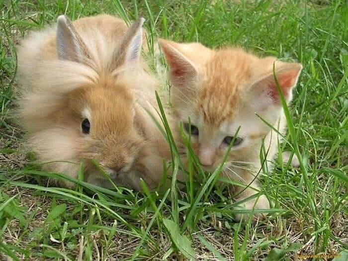 animals look alikes twin photo