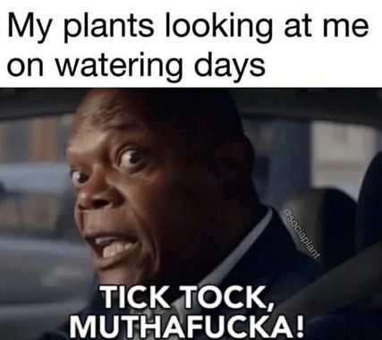 memes about plants