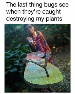 memes about plants