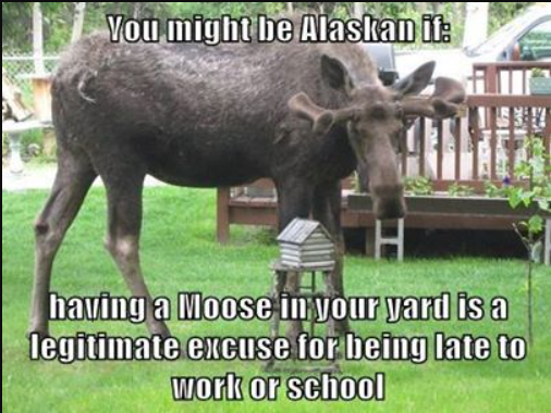 Funny jokes in Alaska memes