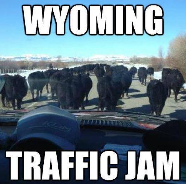 funny jokes - wyoming memes