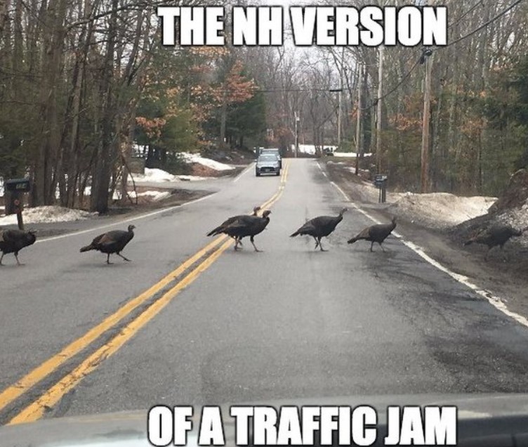 funny jokes- new hampshire memes