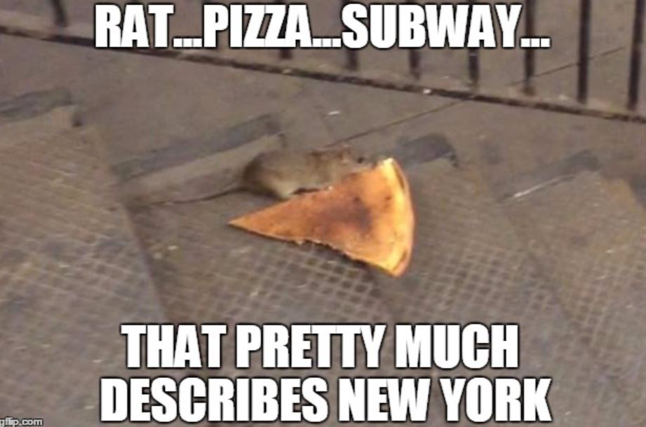 funny jokes - new york memes