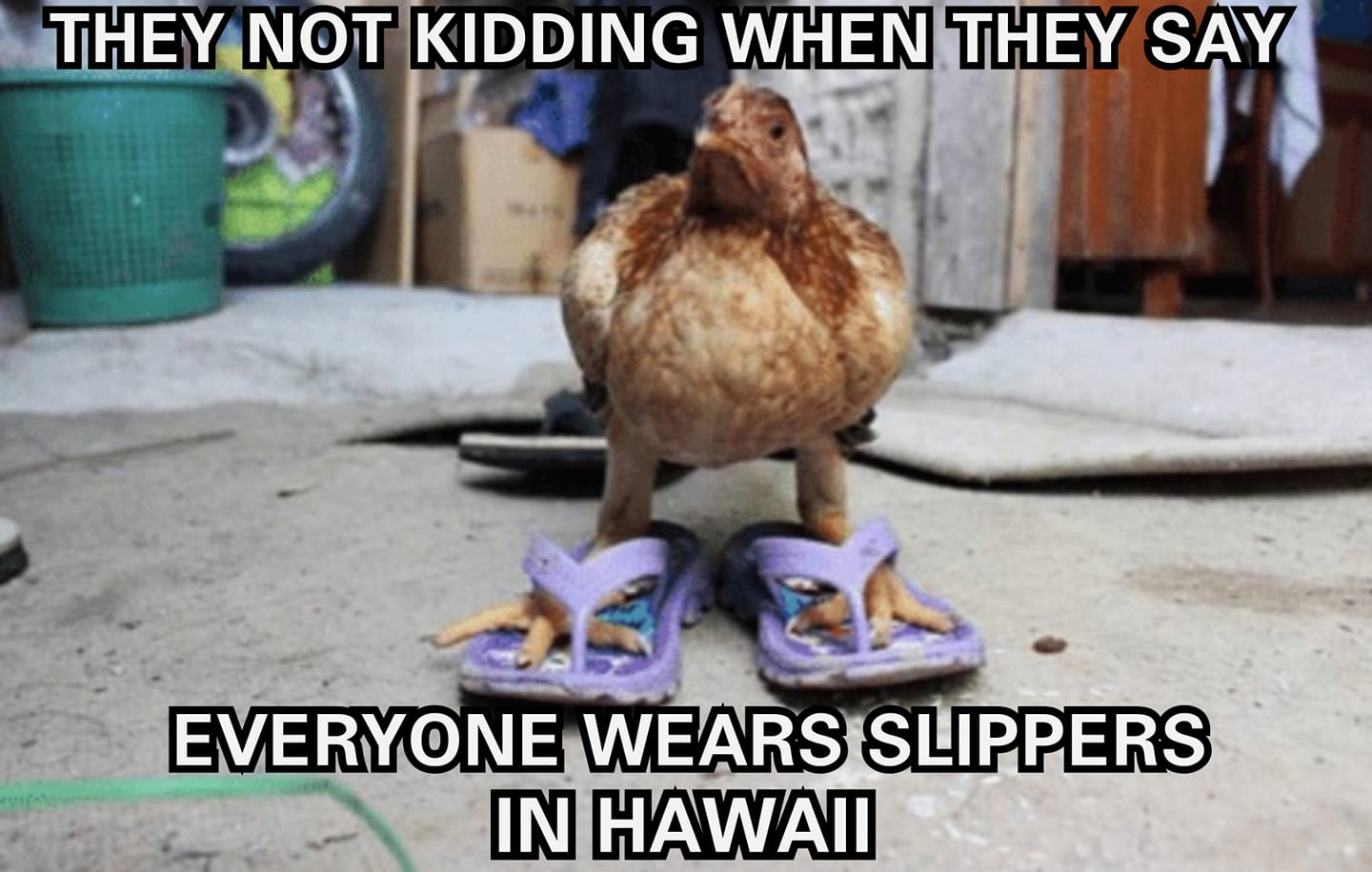 funny jokes in Hawaii memes - island living