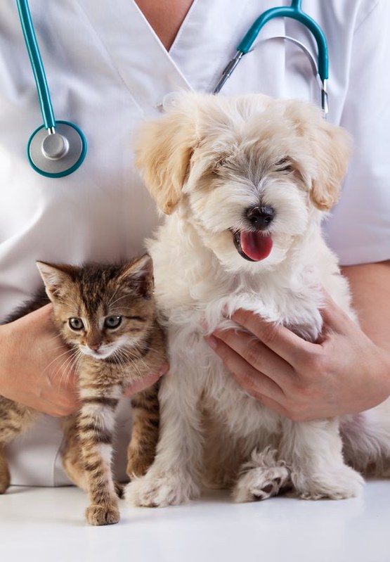 International Veterinary medicine day - December 2024 event, celebration, special holiday.