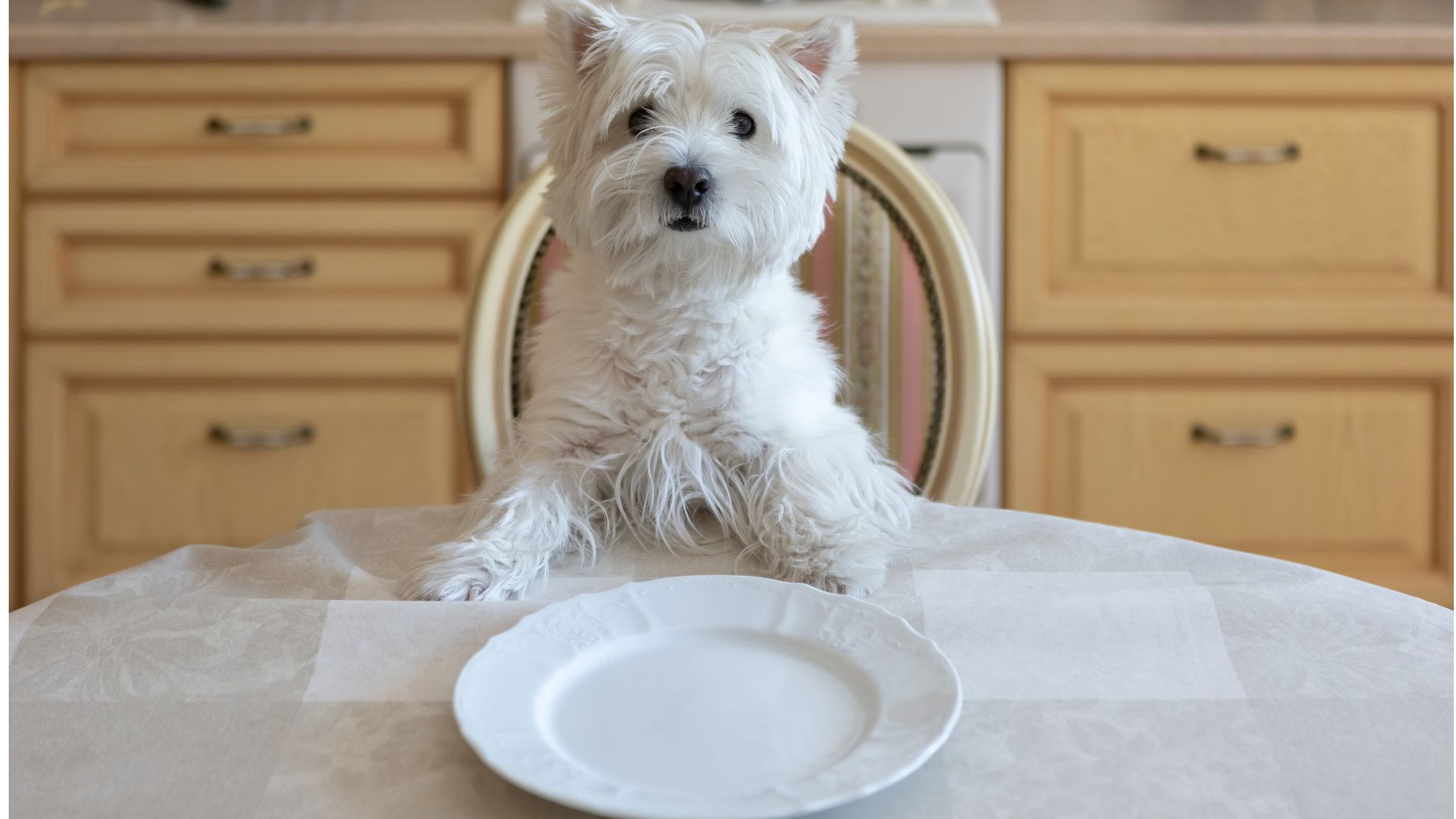 Indulge Your Pup & Support Well-Being With Healthy Homemade Dog Food ...